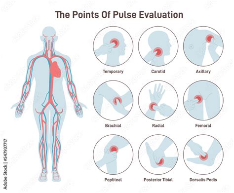 Pulse Mapping .